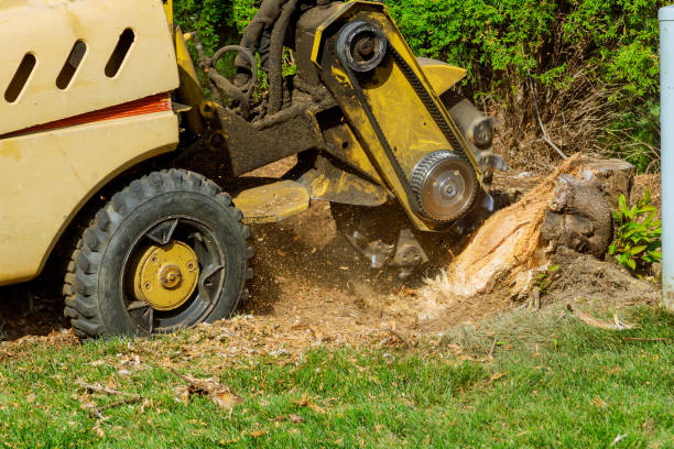 Large Tree Removal in Long Creek, IL